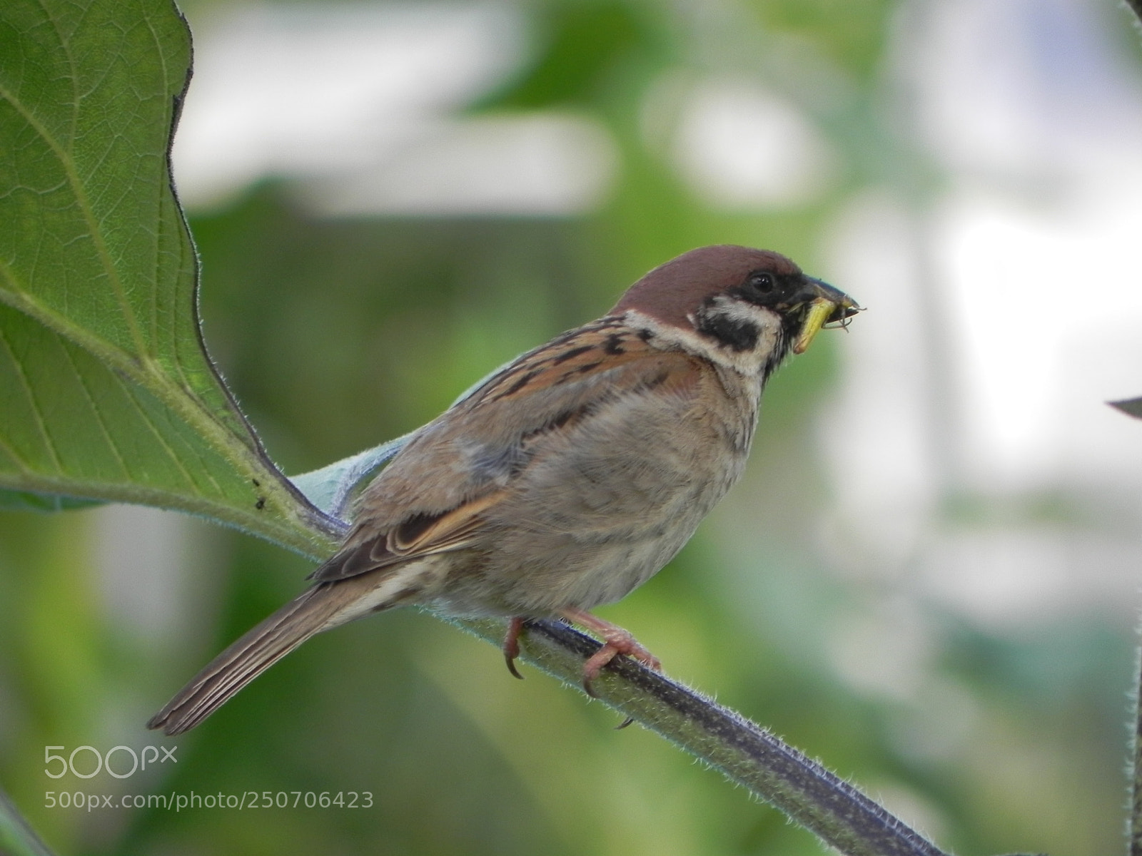Nikon Coolpix P100 sample photo. Little sparrow photography