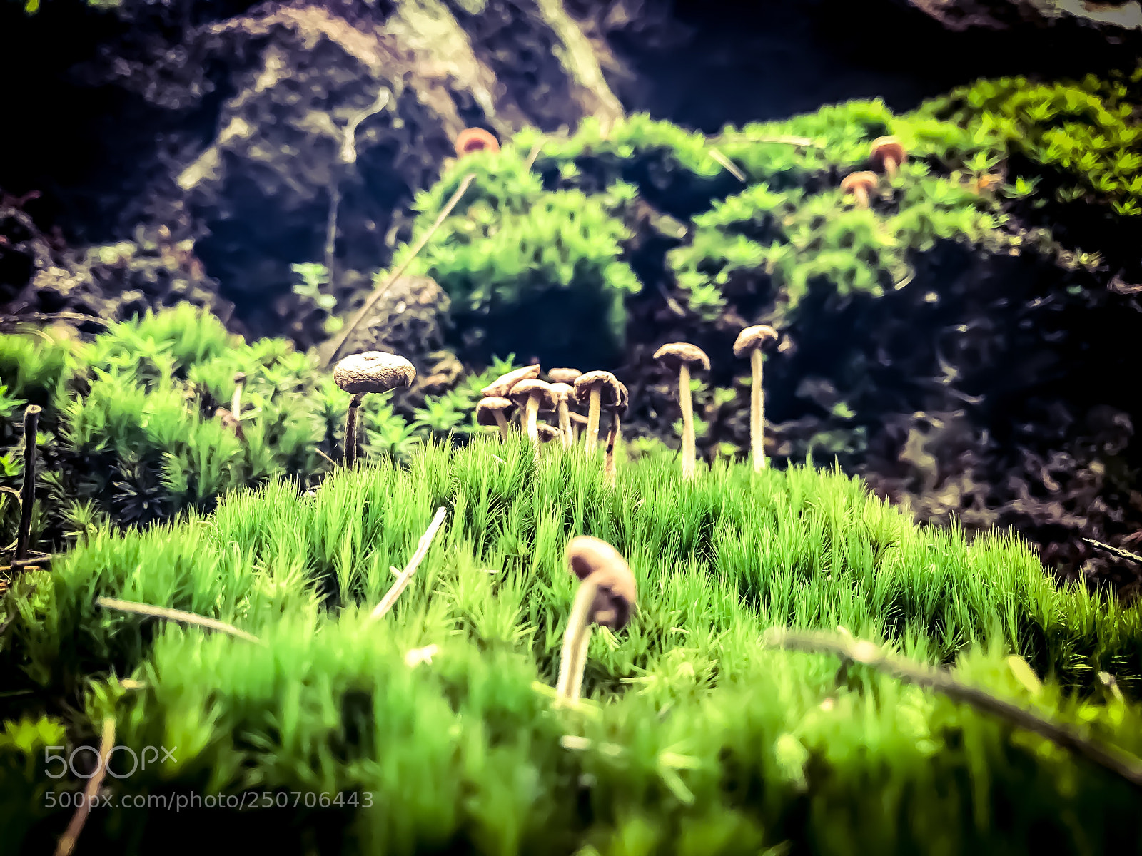 Apple iPhone 7 sample photo. Magic mushrooms! photography