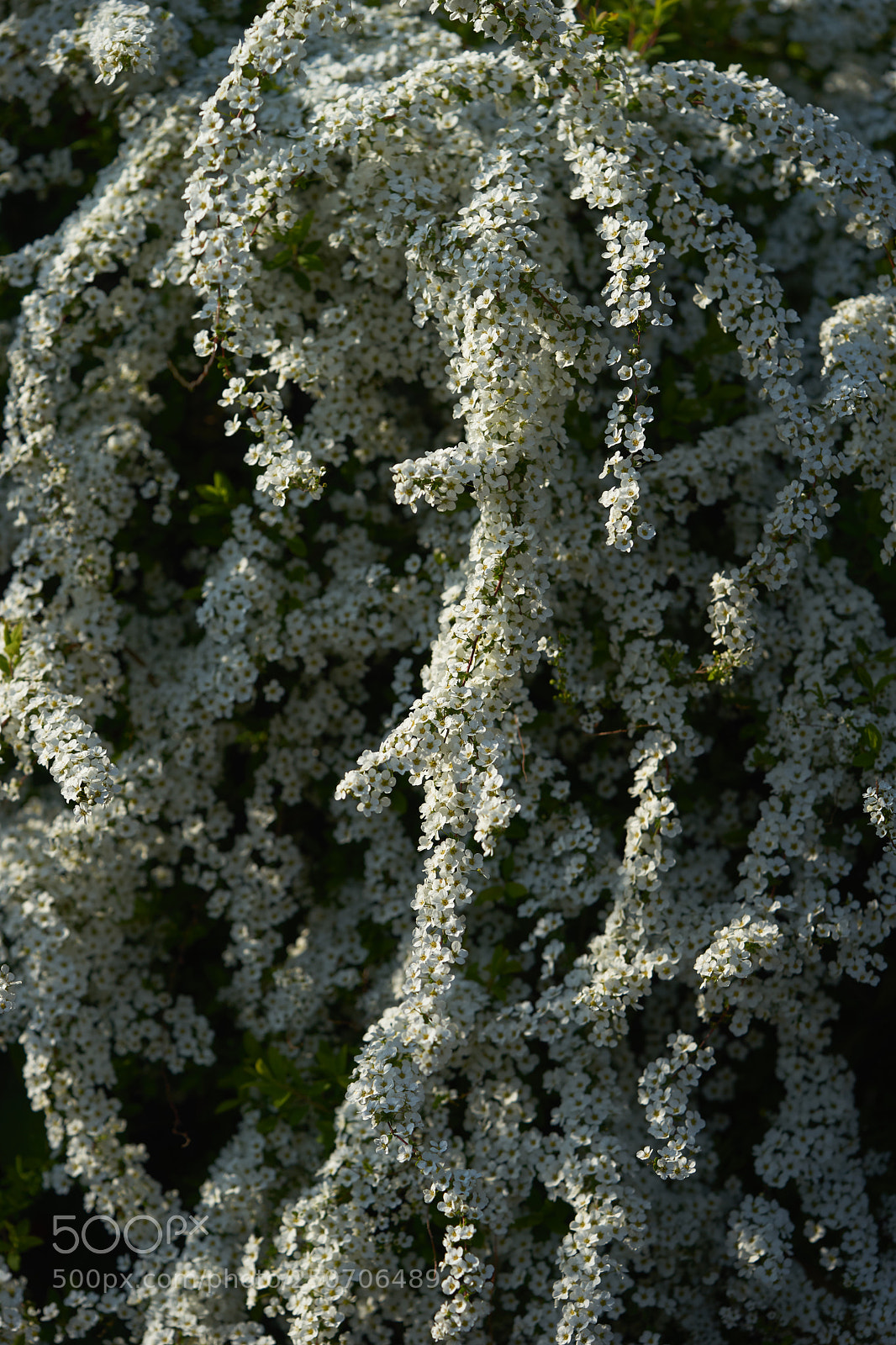 Sony a7 sample photo. Flowers 6297 photography