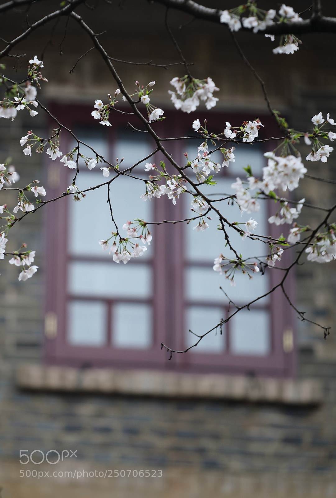 Canon EOS 5D Mark IV sample photo. 武汉 photography