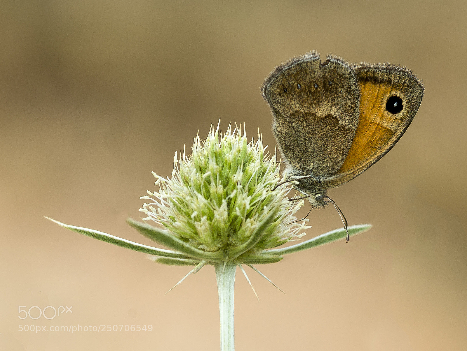 Nikon D610 sample photo. Coenonympha pamphilus hd photography