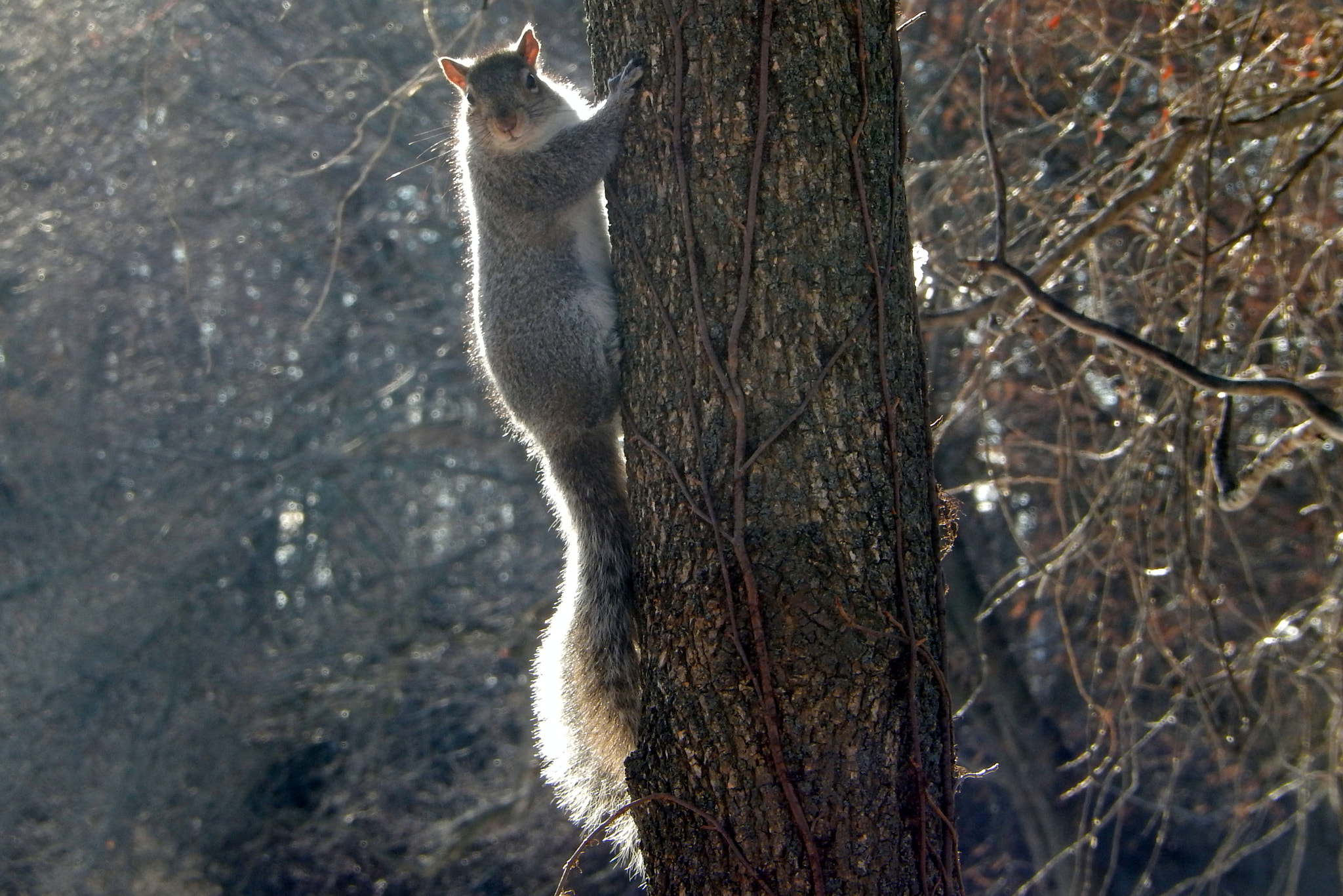 Nikon COOLPIX S9400 sample photo. Every squirrel has a silver lining photography