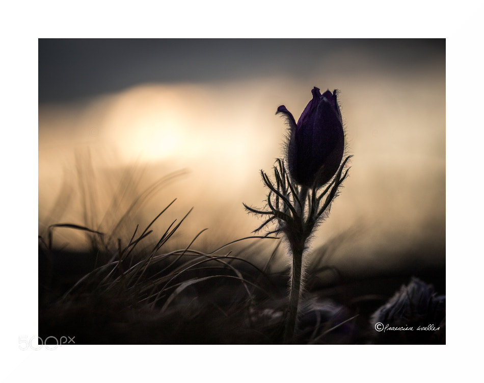 Canon EOS 6D Mark II sample photo. Raised at dawn photography