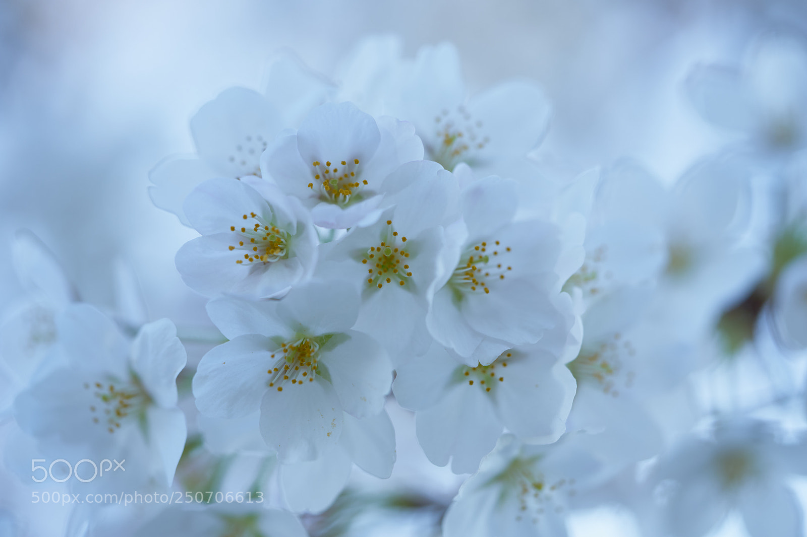 Sony a7 sample photo. Flowers 6298 photography