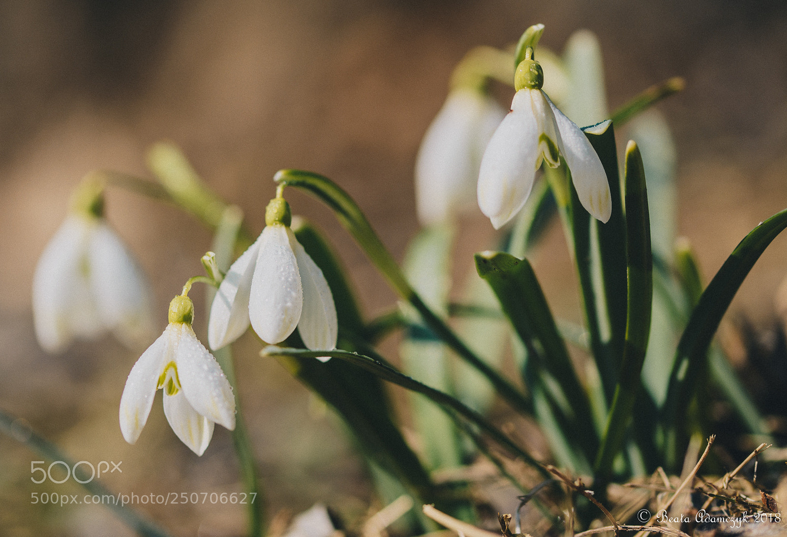 Nikon D5200 sample photo. Nature photography