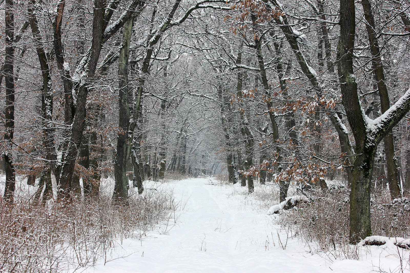 Canon EOS 600D (Rebel EOS T3i / EOS Kiss X5) sample photo. Last winter days photography