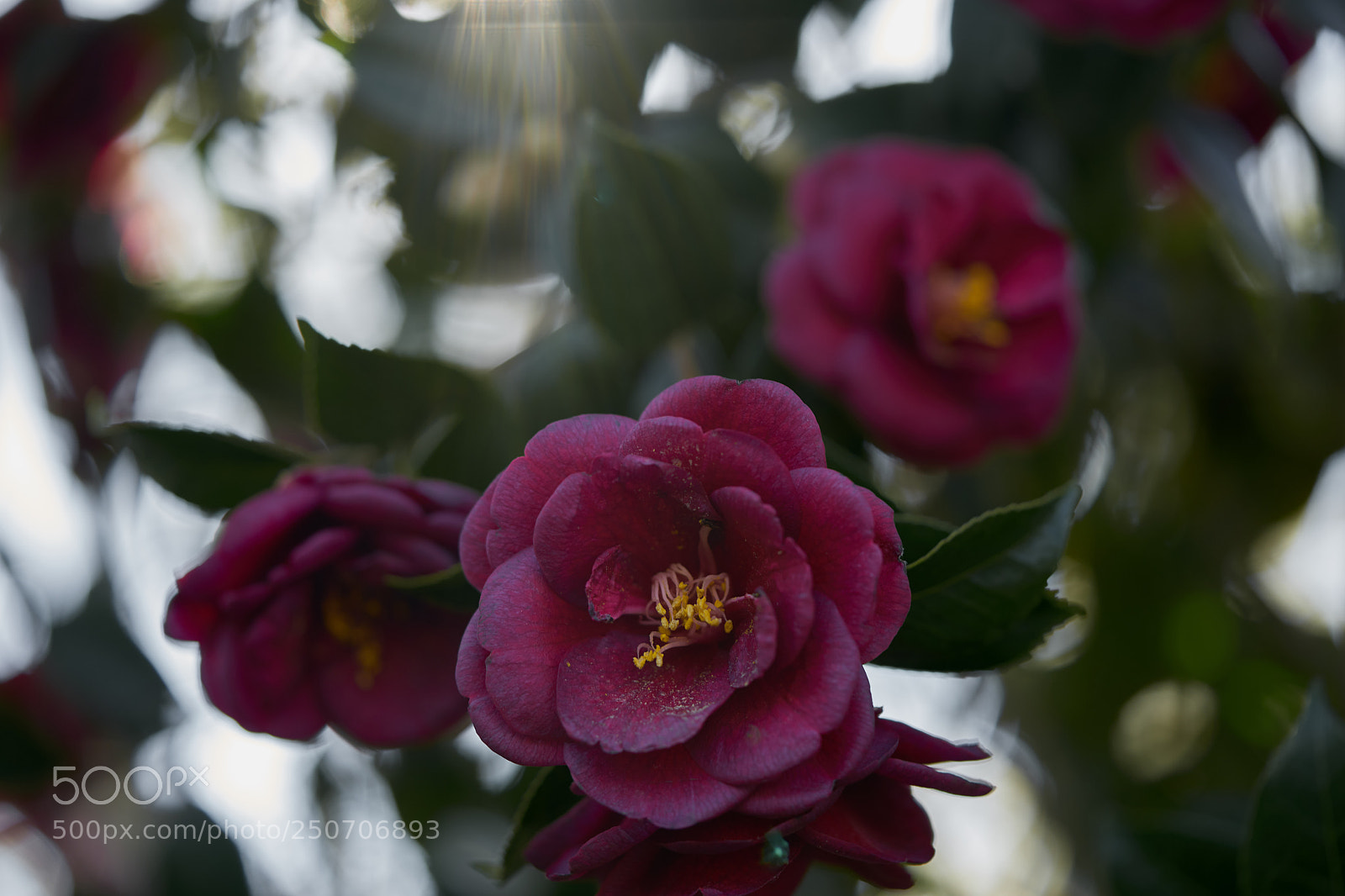 Sony a7 sample photo. Flowers 6299 photography