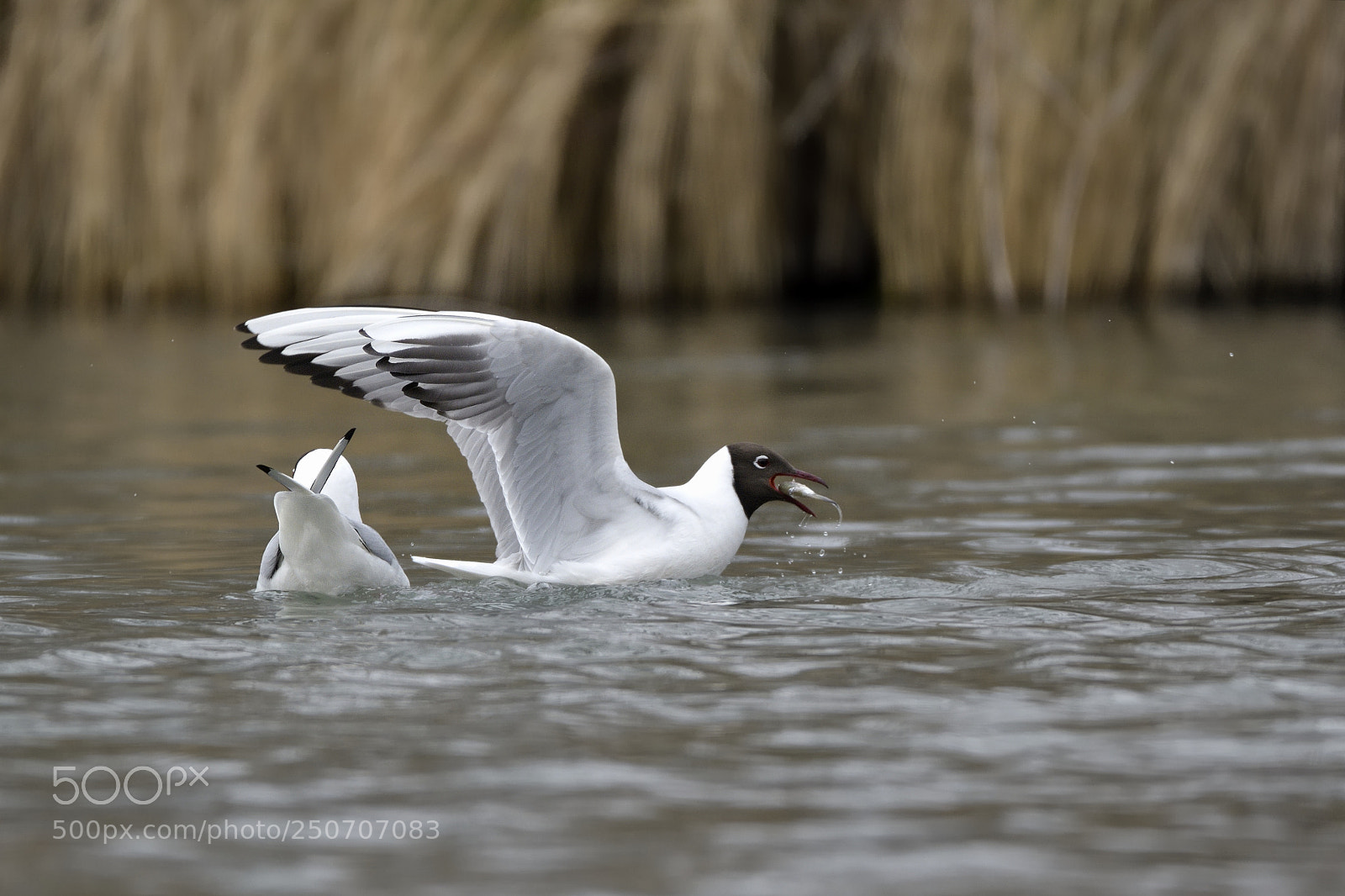 Nikon AF-S Nikkor 200-500mm F5.6E ED VR sample photo. Seagull photography