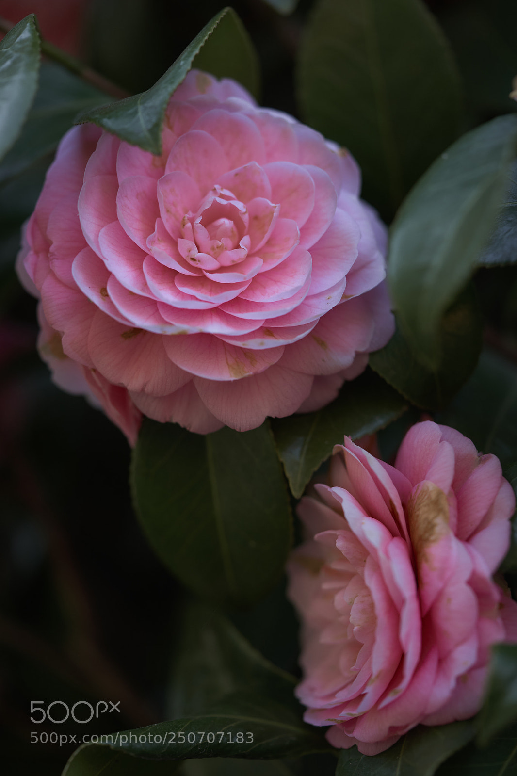 Sony a7 sample photo. Flowers 6300 photography