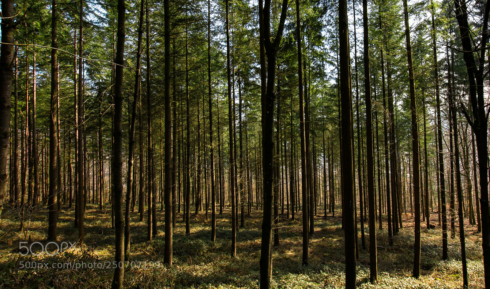 Sony SLT-A58 sample photo. Woodland photography