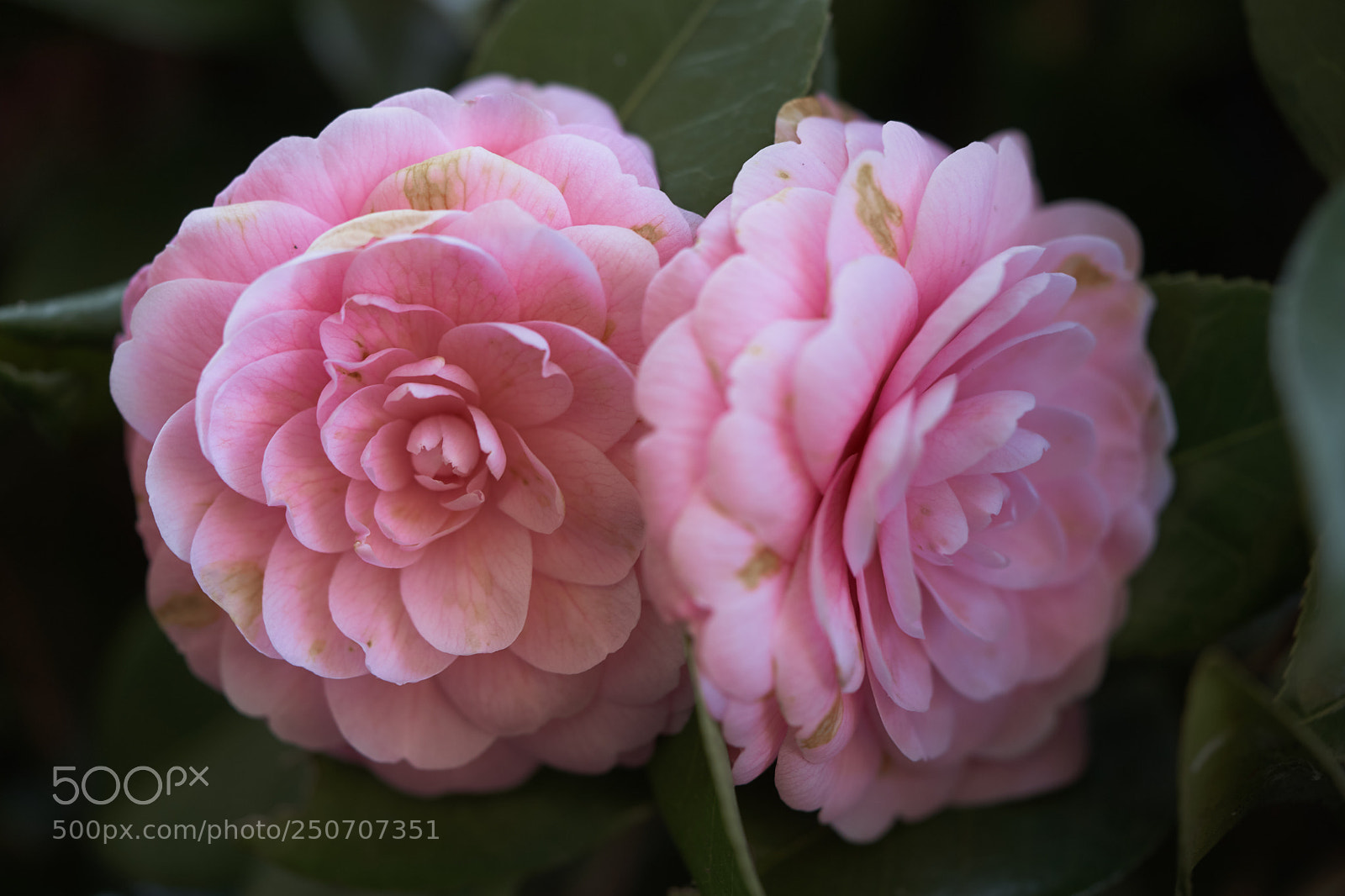 Sony a7 sample photo. Flowers 6301 photography