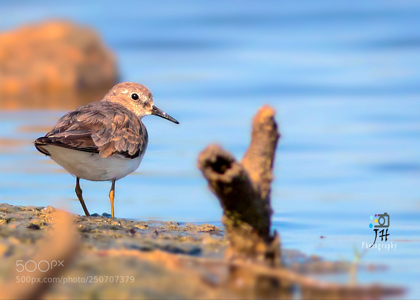 Canon EOS 70D sample photo. Temminck's stint photography
