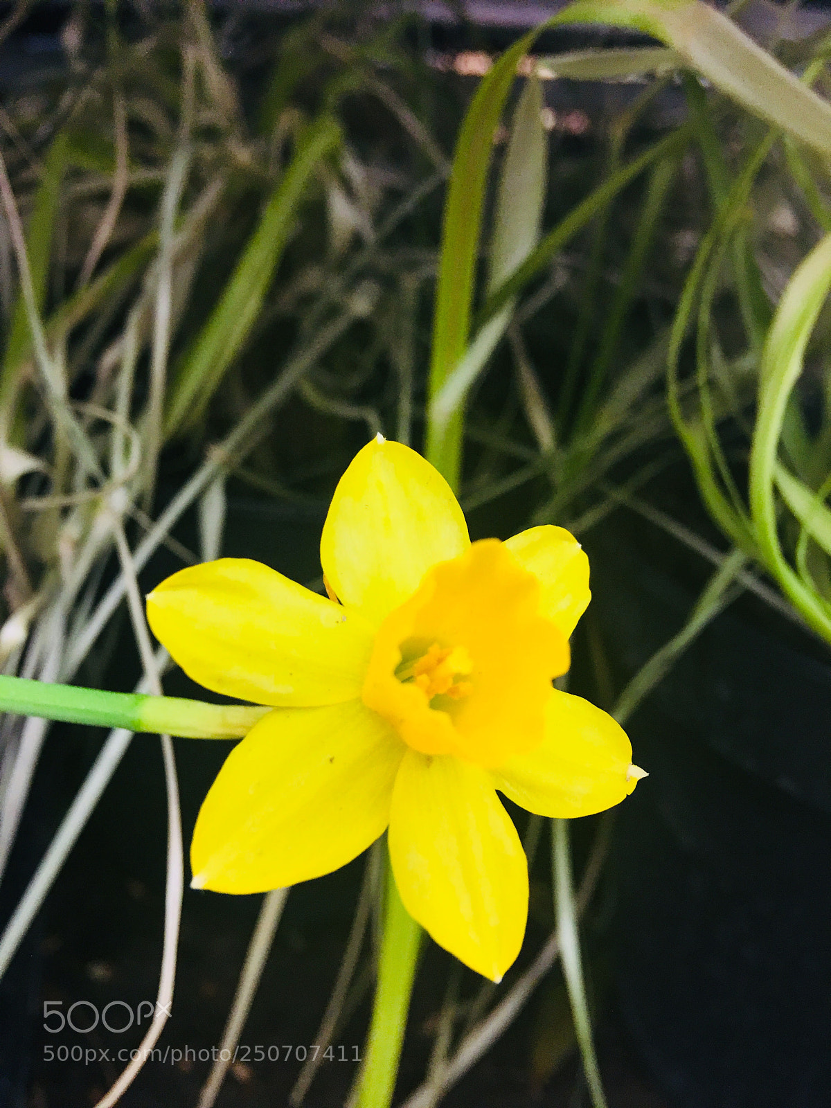 Apple iPhone 6s Plus sample photo. Untitled photography