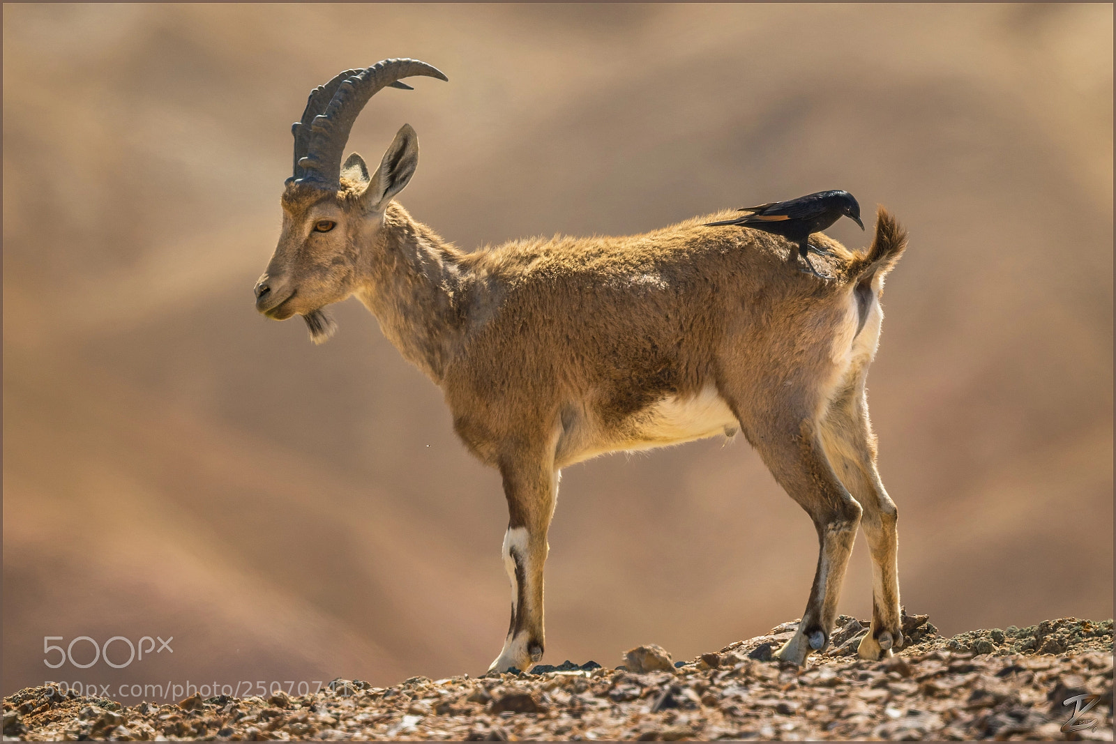 Canon EOS 7D Mark II sample photo. Tristramstar & nubischer steinbock photography
