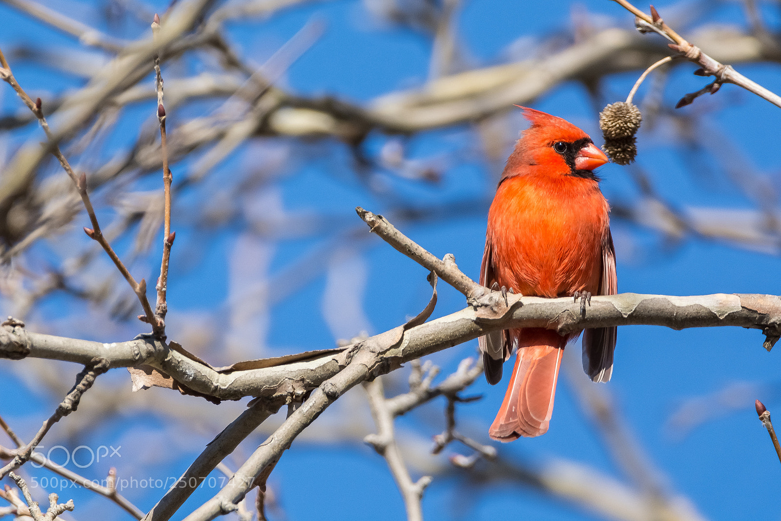 Nikon D7100 sample photo. Cardinal # 3 photography