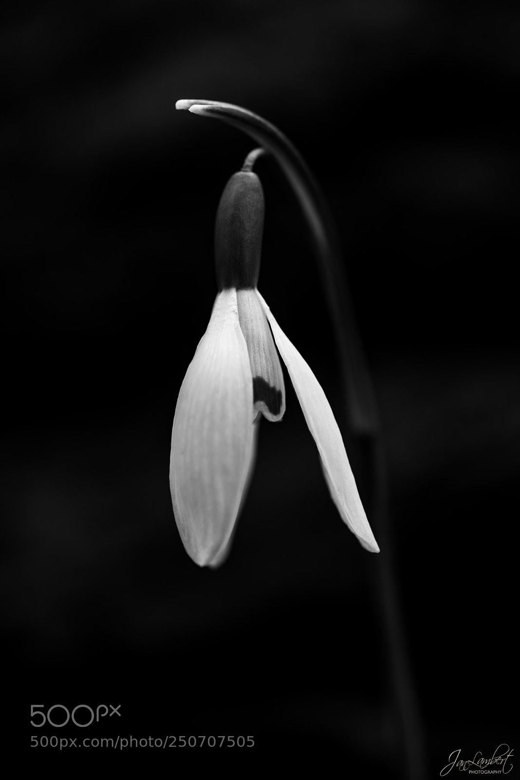 Nikon D800 sample photo. Little lantern photography