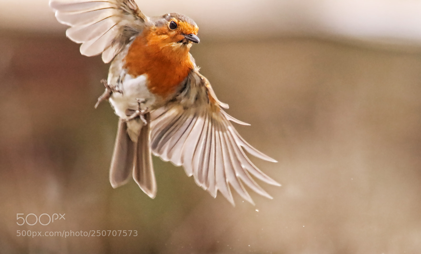 Canon EOS 77D (EOS 9000D / EOS 770D) sample photo. Robbie dropping in for photography