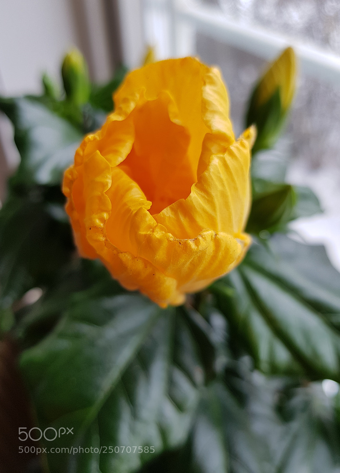 Samsung Galaxy S8 sample photo. Waiting for the flower photography