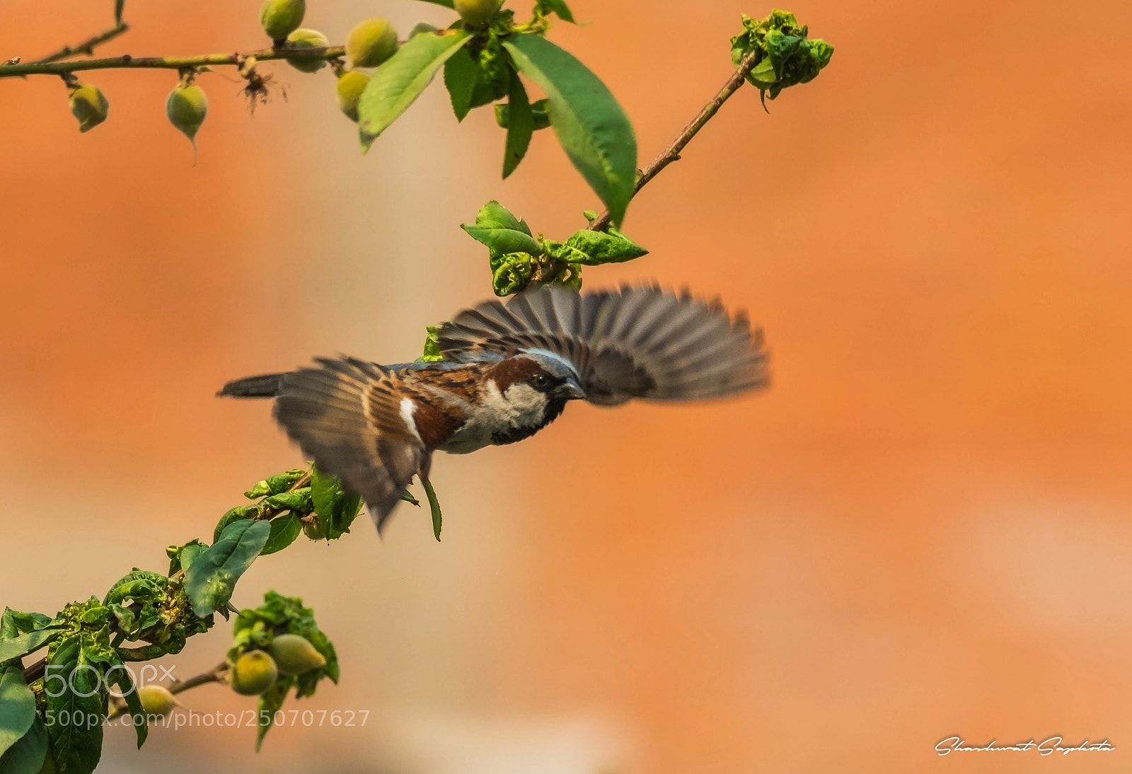 Canon EOS 7D Mark II sample photo. Flying sparrow photography