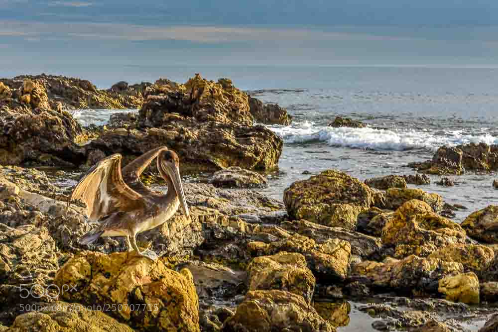 Nikon D810 sample photo. Winged photography