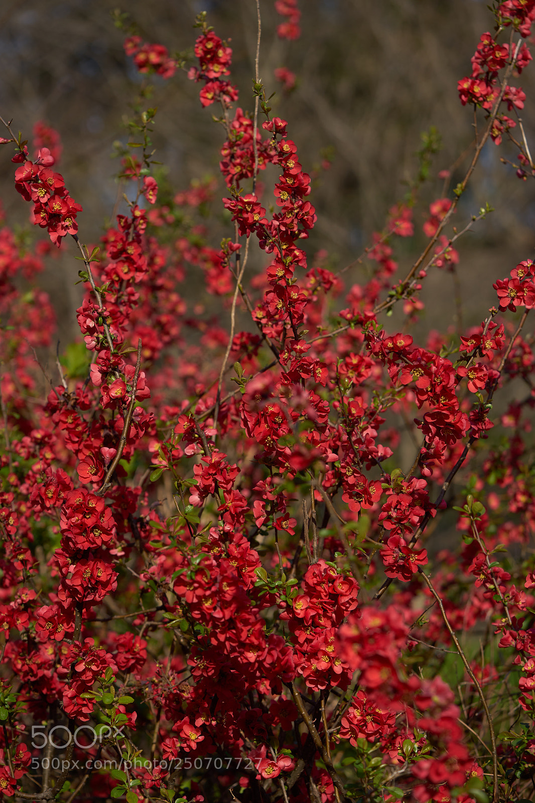 Sony a7 sample photo. Flowers 6303 photography