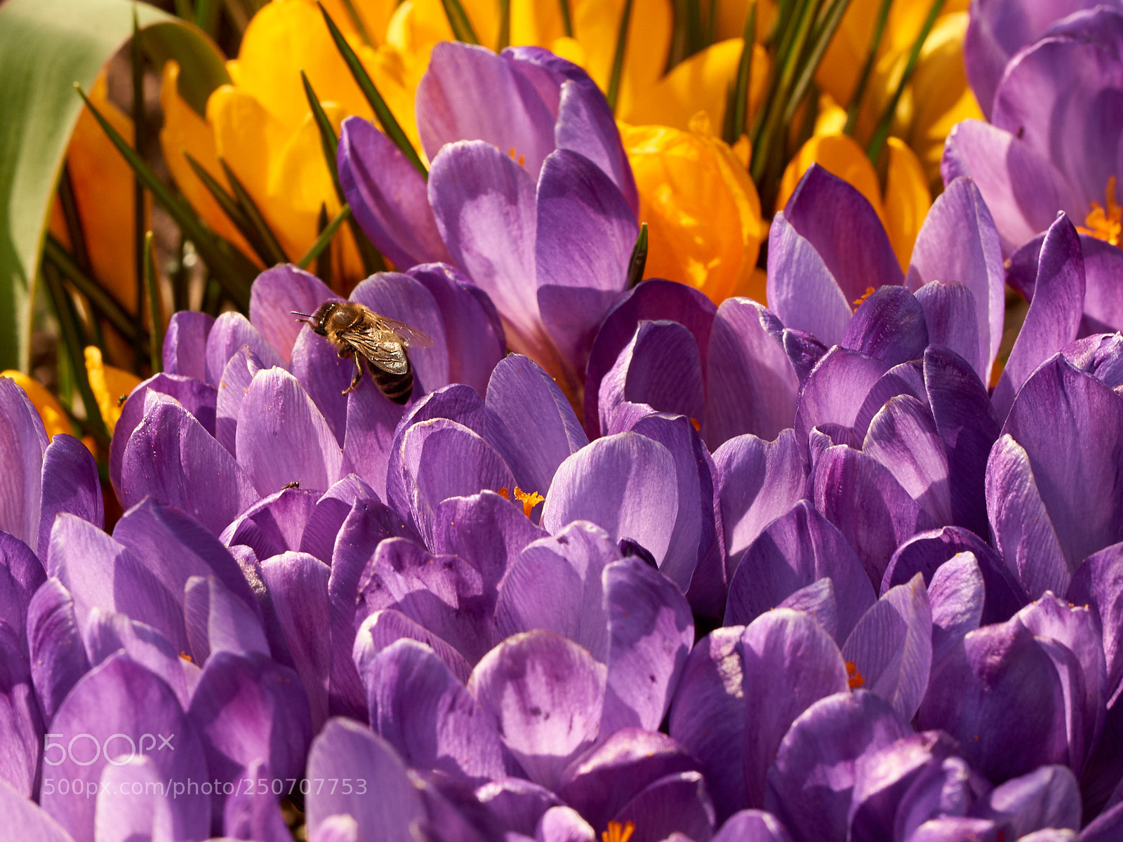 Sony SLT-A65 (SLT-A65V) sample photo. Spring and bea is photography