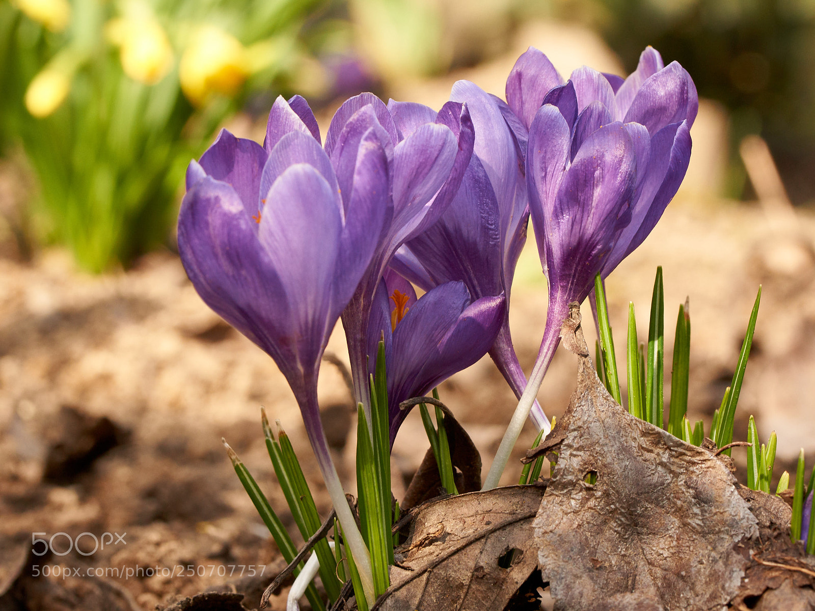 Sony SLT-A65 (SLT-A65V) sample photo. Crocus bloom photography