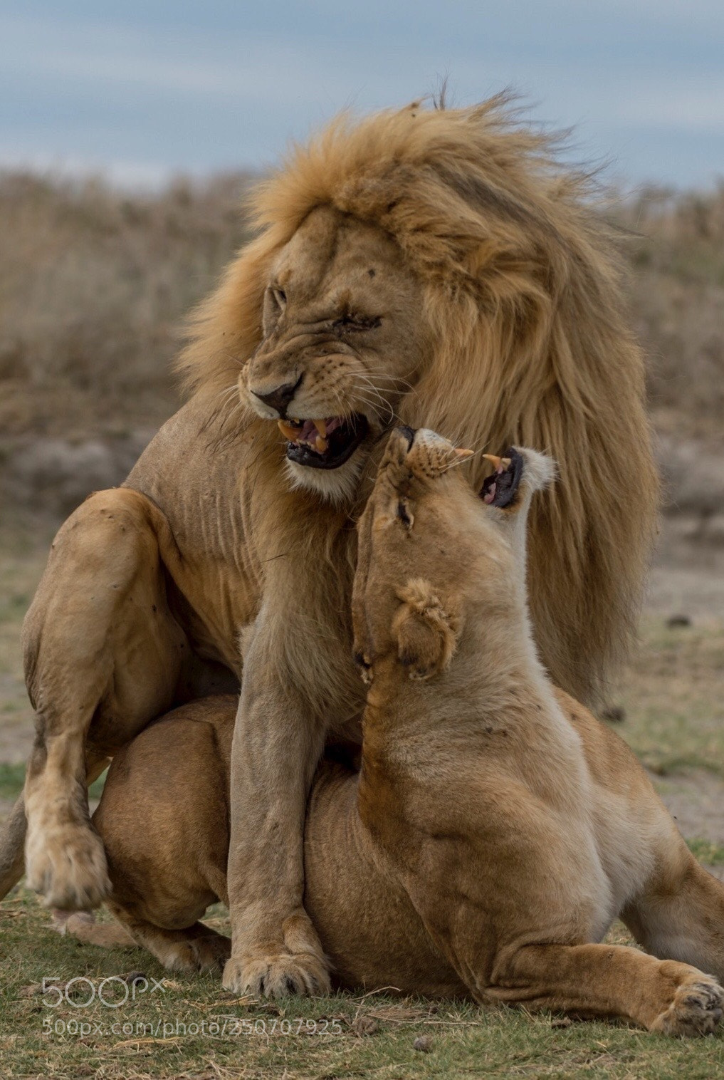 Nikon D4S sample photo. Lion love photography