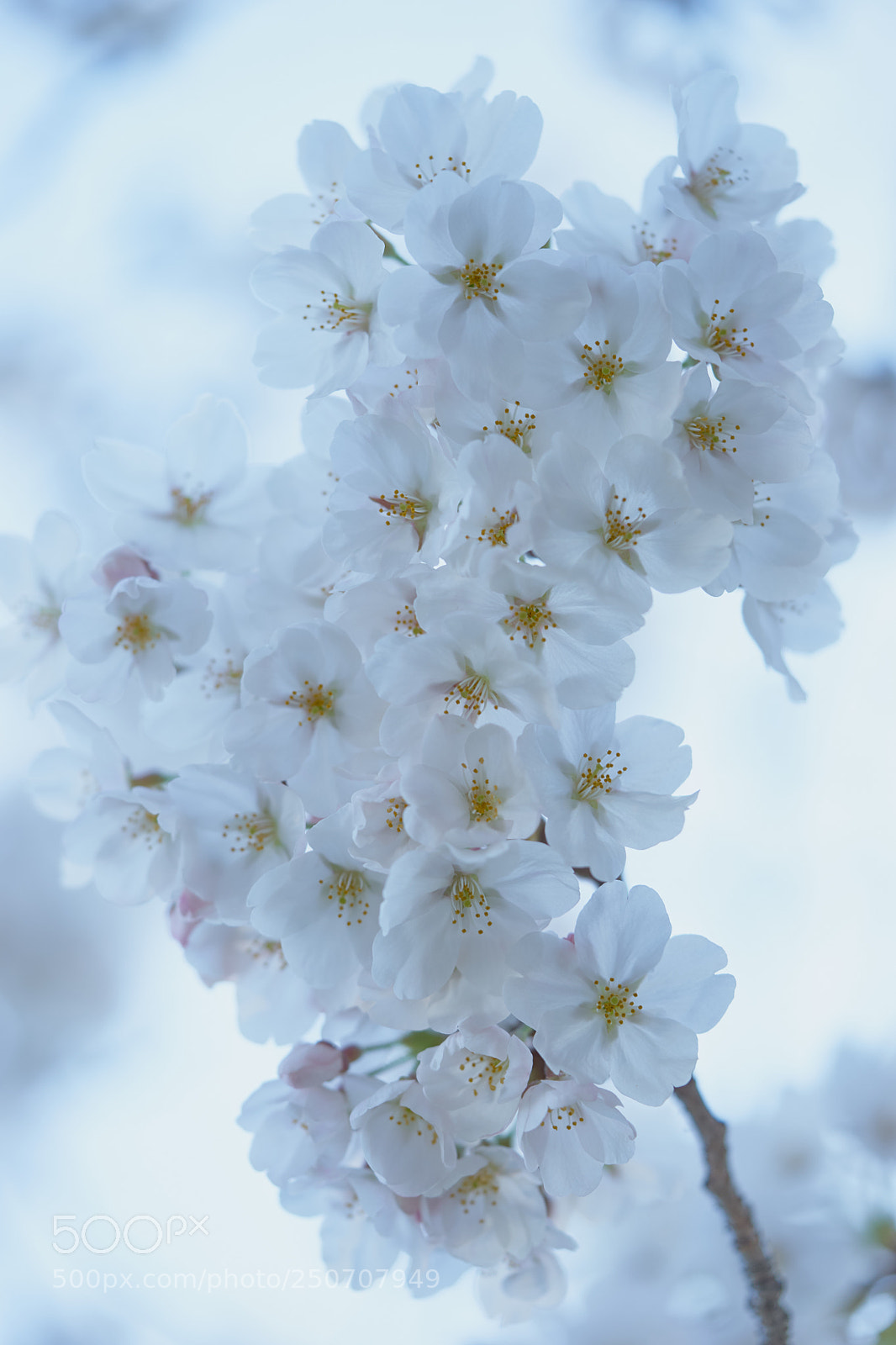 Sony a7 sample photo. Flowers 6304 photography