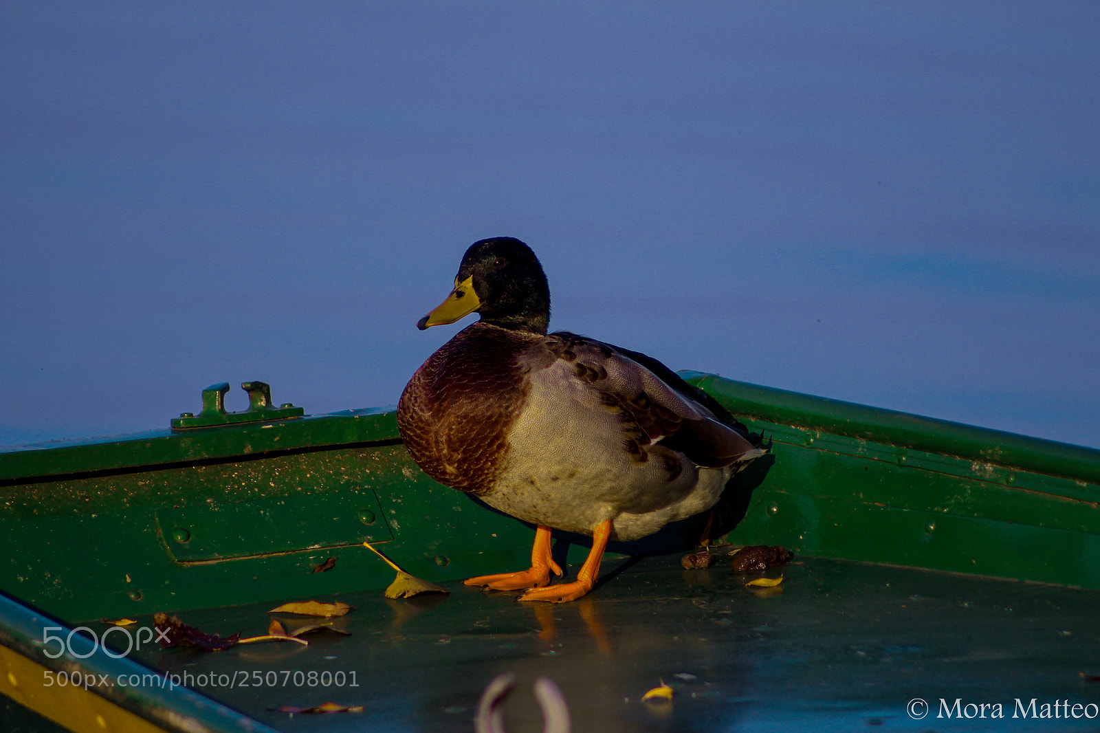 Canon EOS 700D (EOS Rebel T5i / EOS Kiss X7i) sample photo. Duck photography