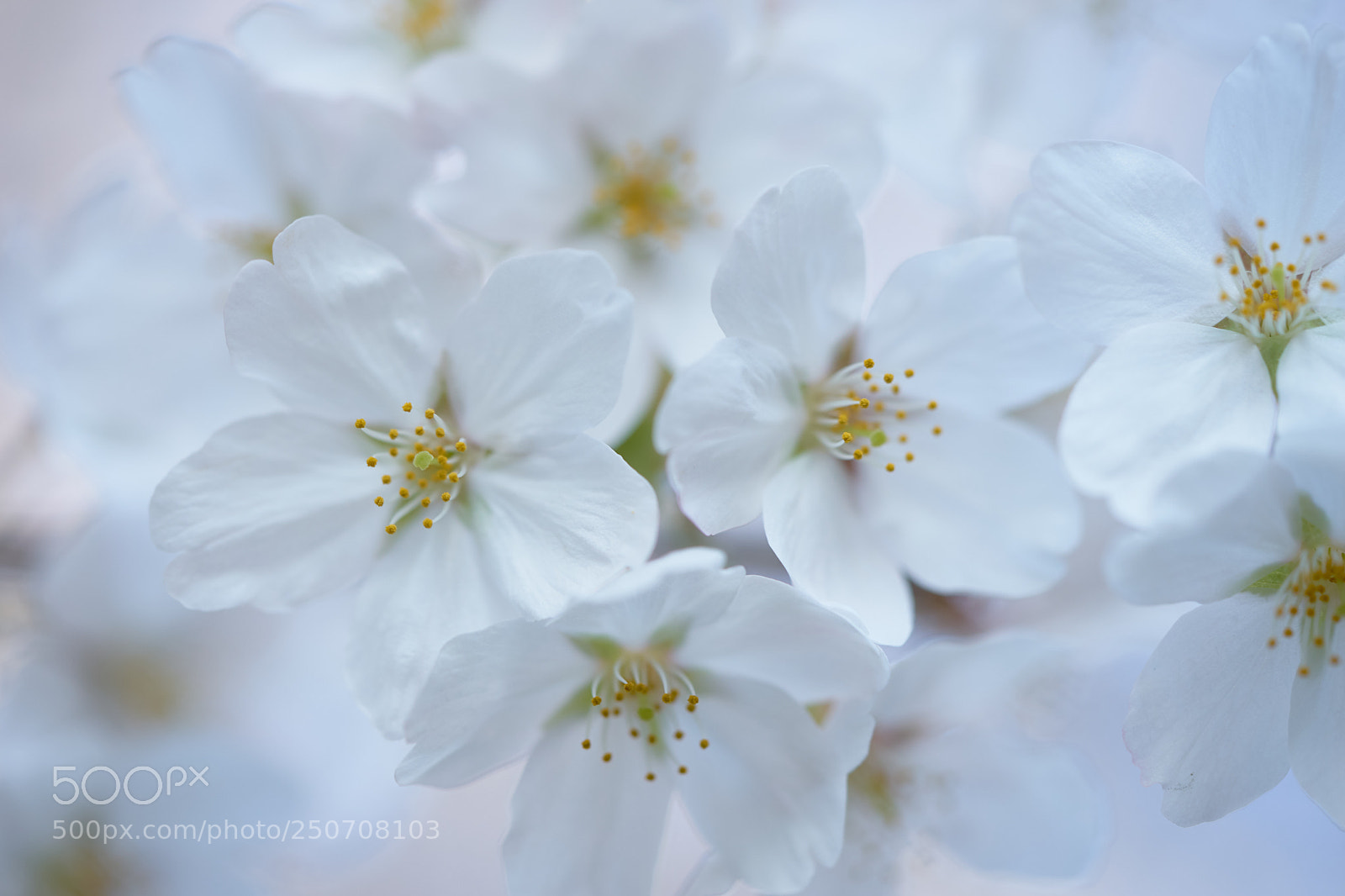 Sony a7 sample photo. Flowers 6305 photography