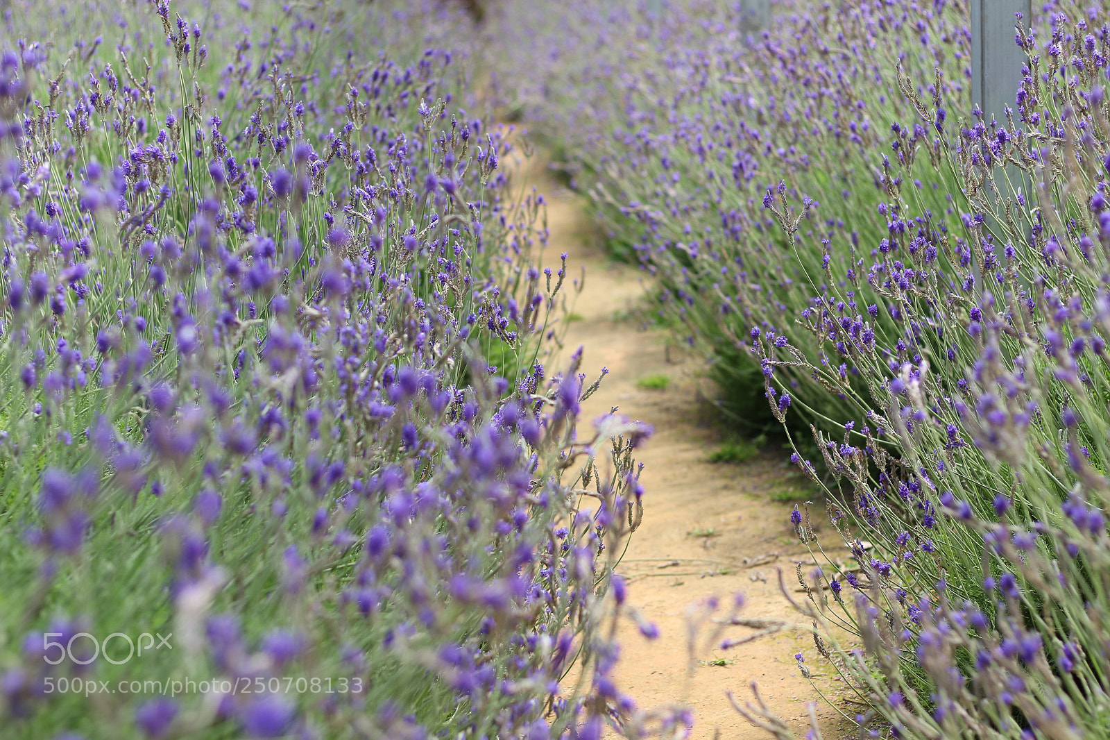 Canon EOS 700D (EOS Rebel T5i / EOS Kiss X7i) + Canon EF 50mm F1.8 STM sample photo. Img photography