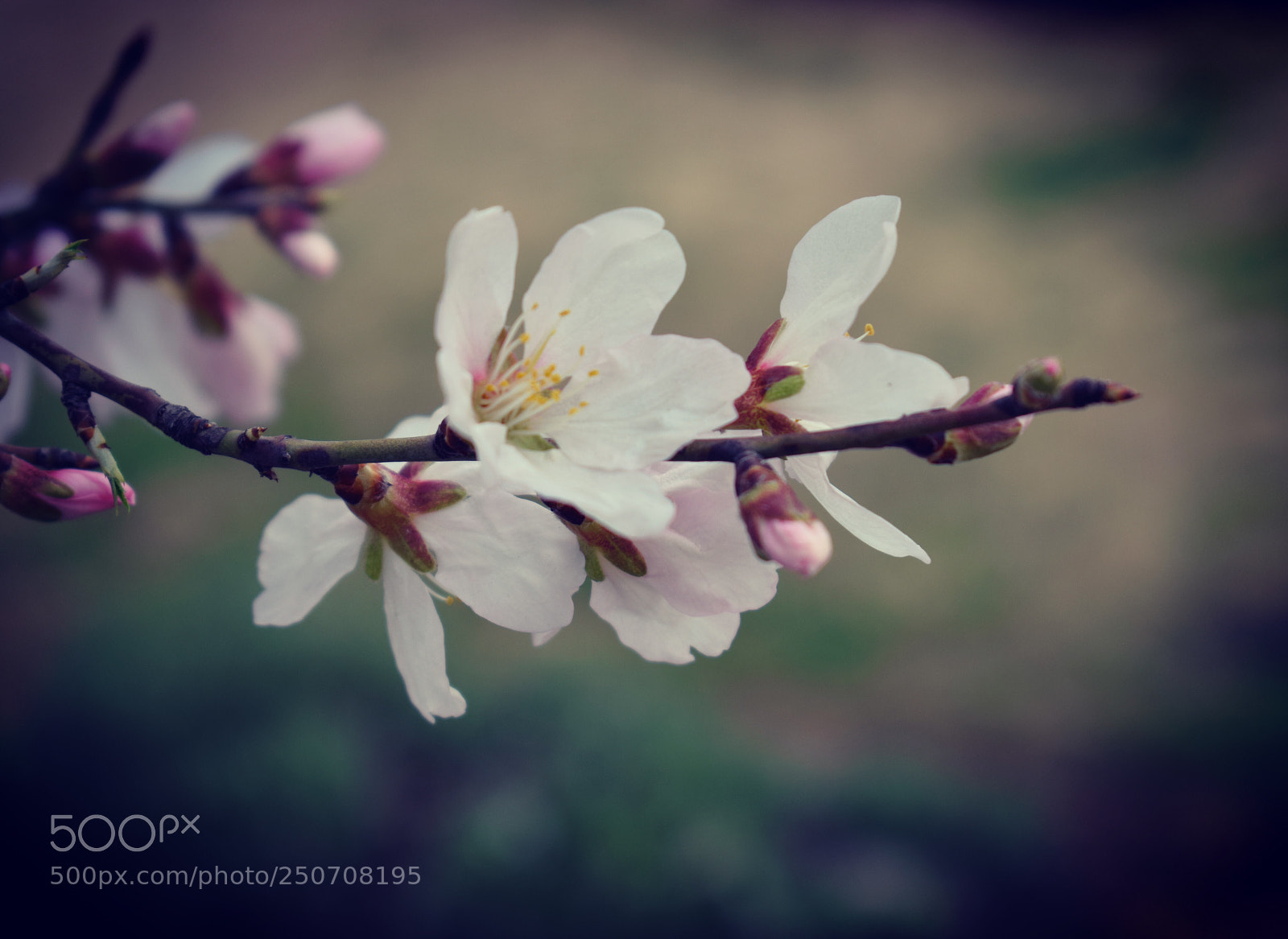 Nikon D3300 sample photo. Flowers look attractive  photography