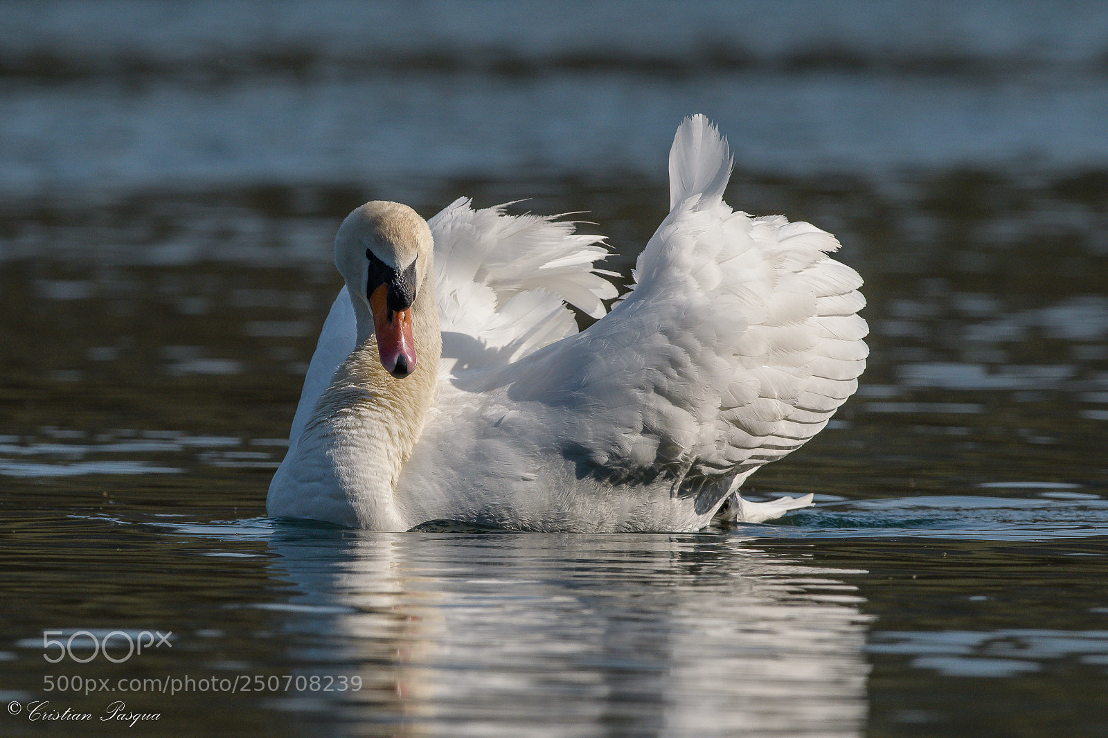 Nikon D500 sample photo. Swan photography