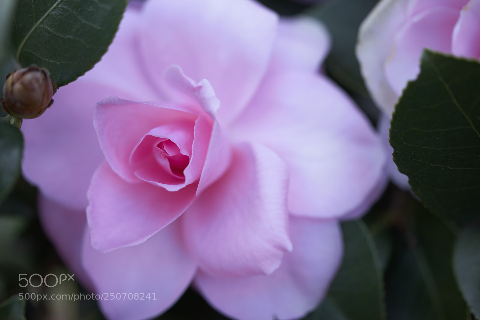 Sony a7 sample photo. Flowers 6306 photography