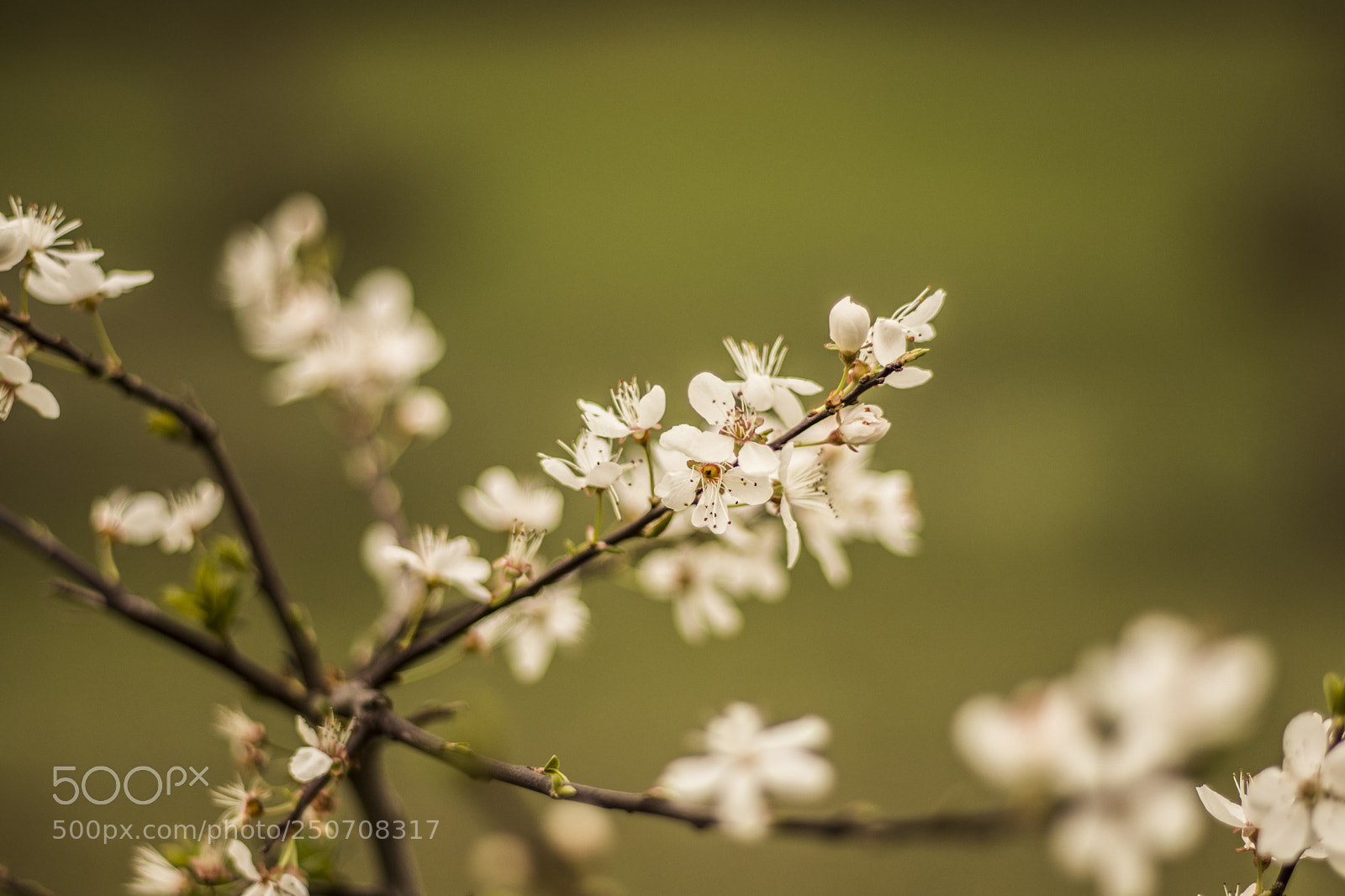 Canon EOS 77D (EOS 9000D / EOS 770D) sample photo. Little blossom photography