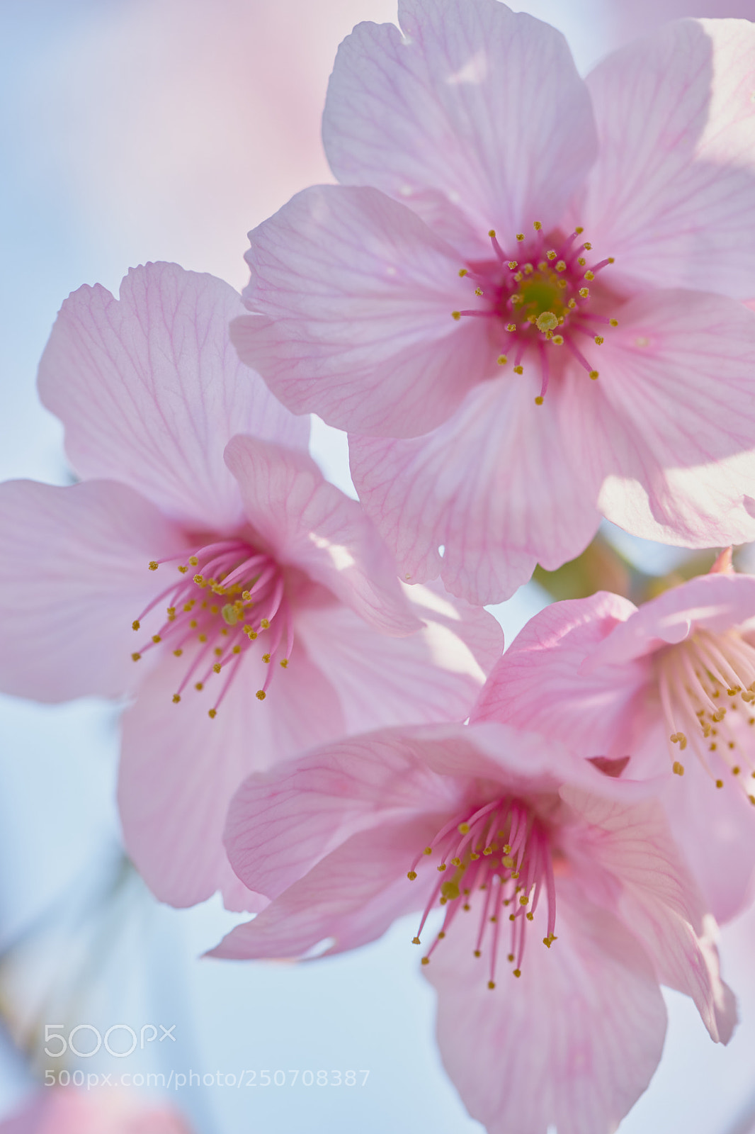 Sony a7 sample photo. Flowers 6307 photography