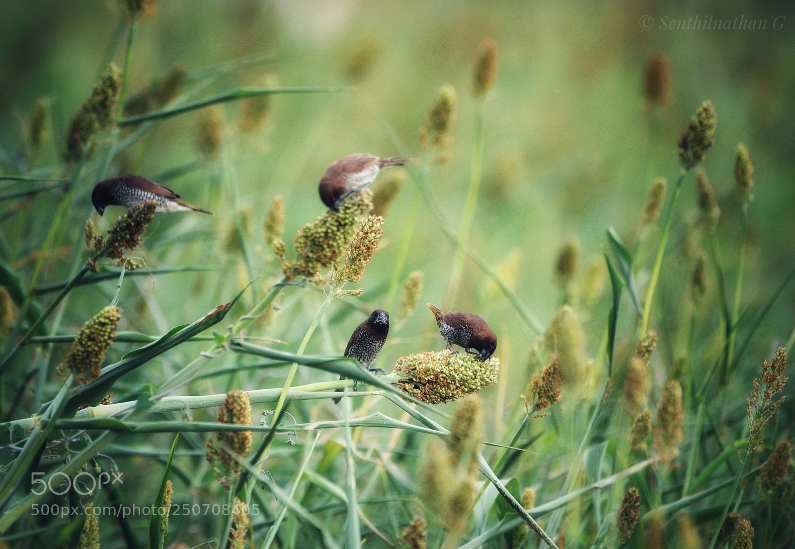 Nikon D5300 sample photo. Scaly-breasted munia photography