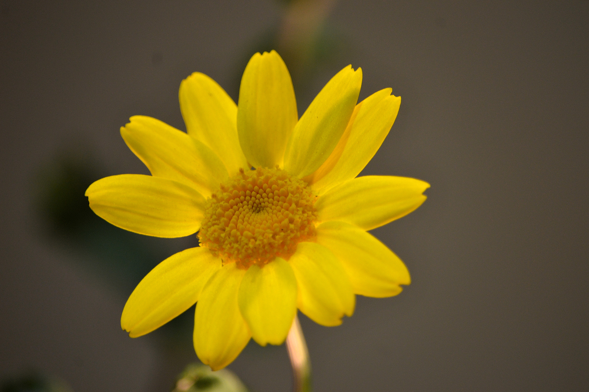 Nikon D3200 sample photo. Wildflower photography