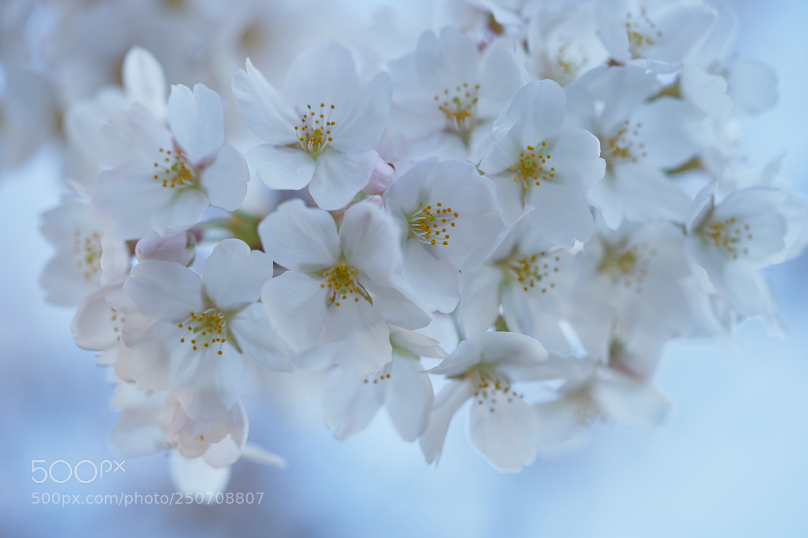 Sony a7 sample photo. Flowers 6308 photography