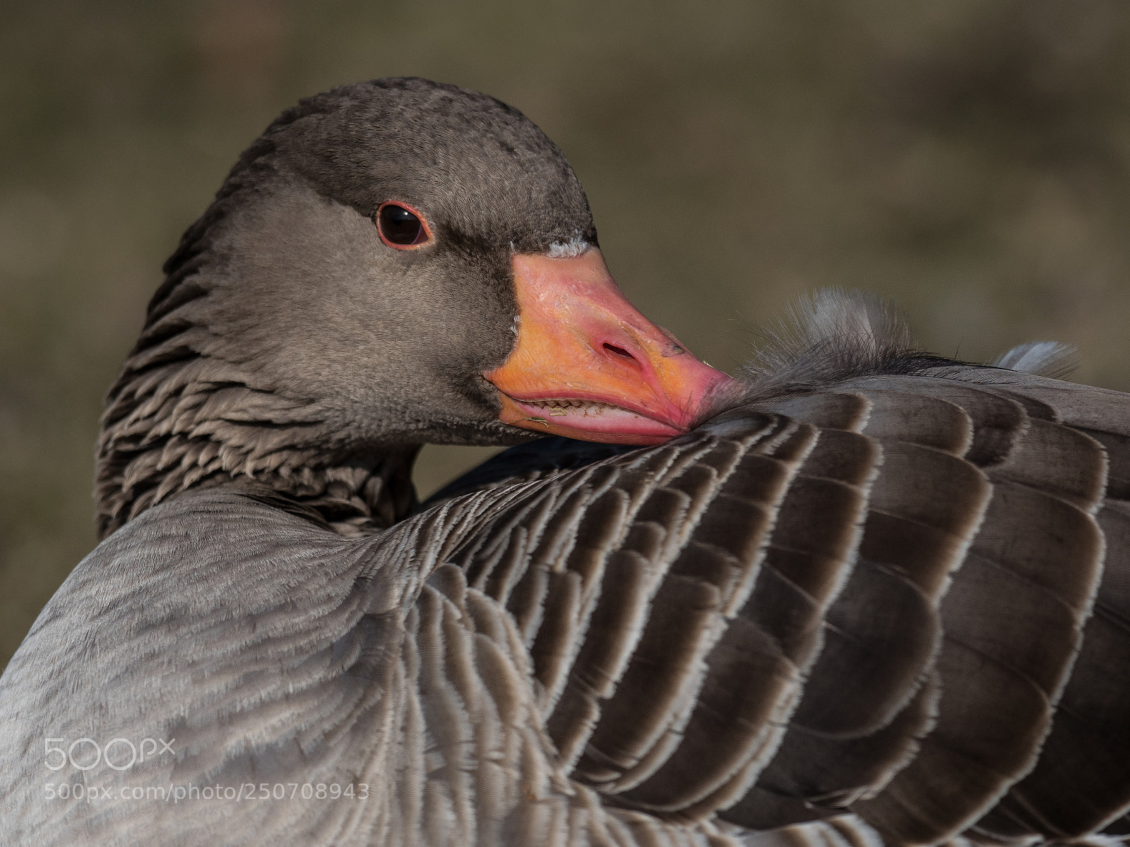 Olympus OM-D E-M1 Mark II sample photo. Graylag goose photography