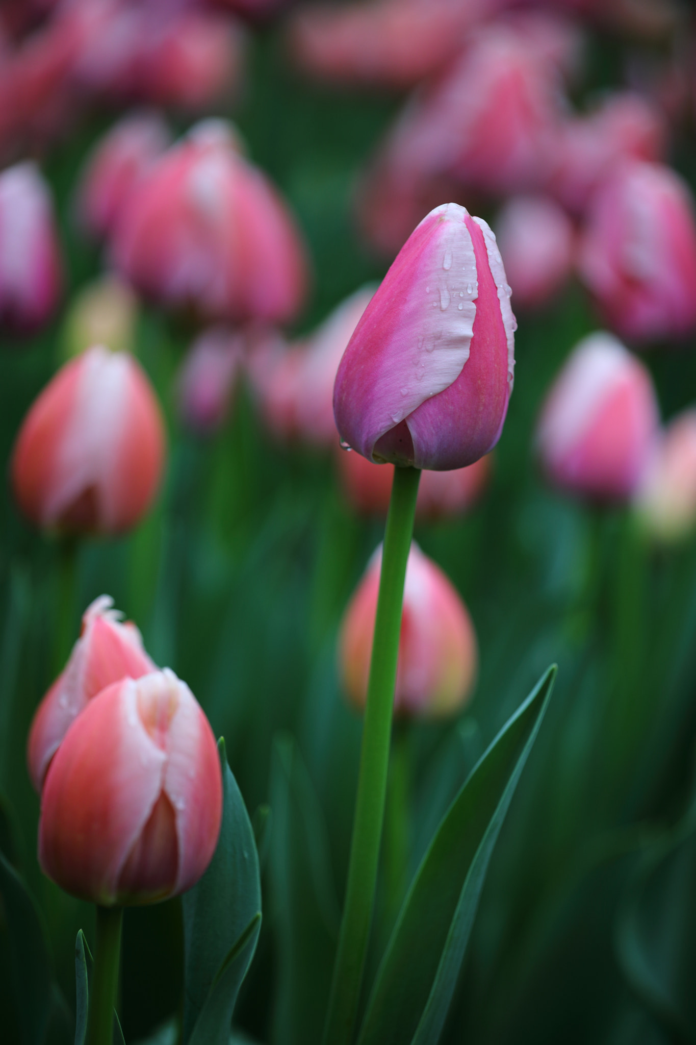 Canon EF 70-200mm F4L USM sample photo. 武汉 photography