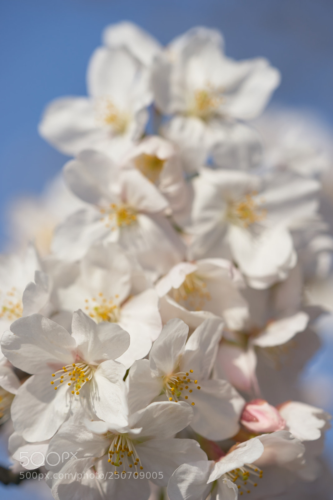 Sony a7 sample photo. Flowers 6309 photography
