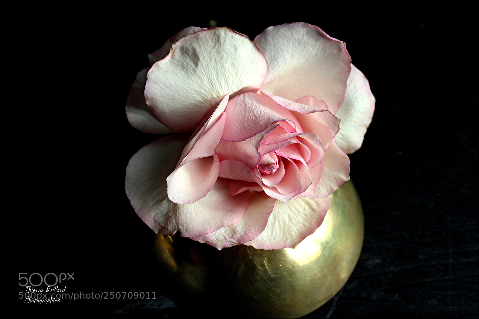 Canon EOS 600D (Rebel EOS T3i / EOS Kiss X5) sample photo. Rose rose sur cuivre photography