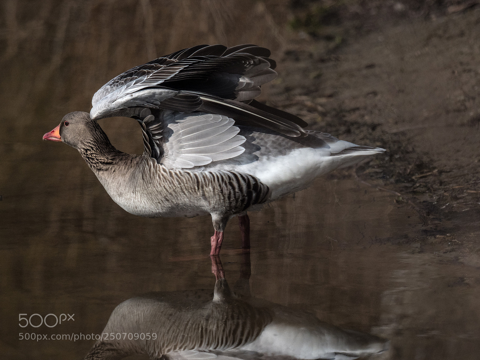 Olympus OM-D E-M1 Mark II sample photo. Graylag goose photography