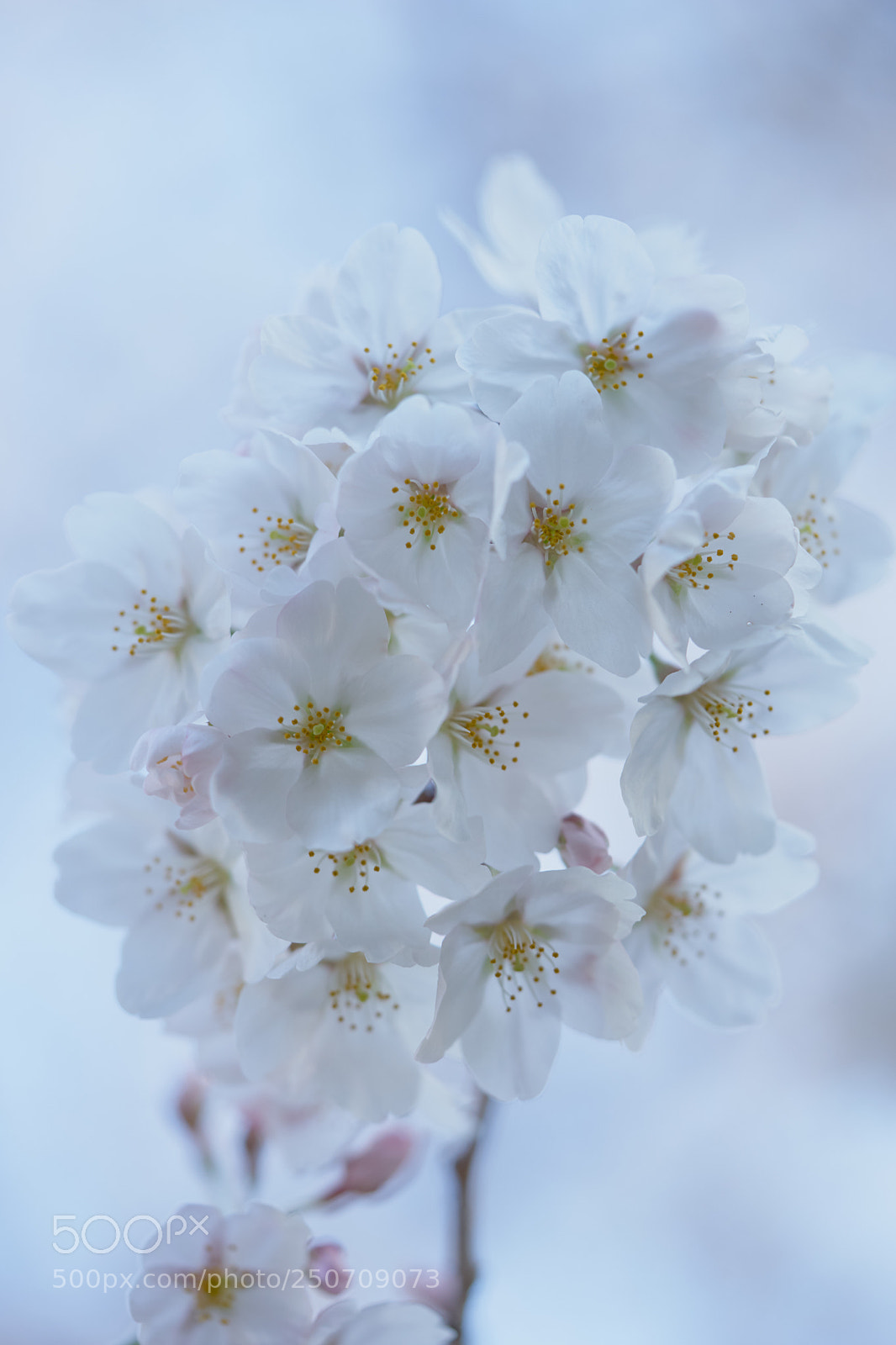 Sony a7 sample photo. Flowers 6310 photography