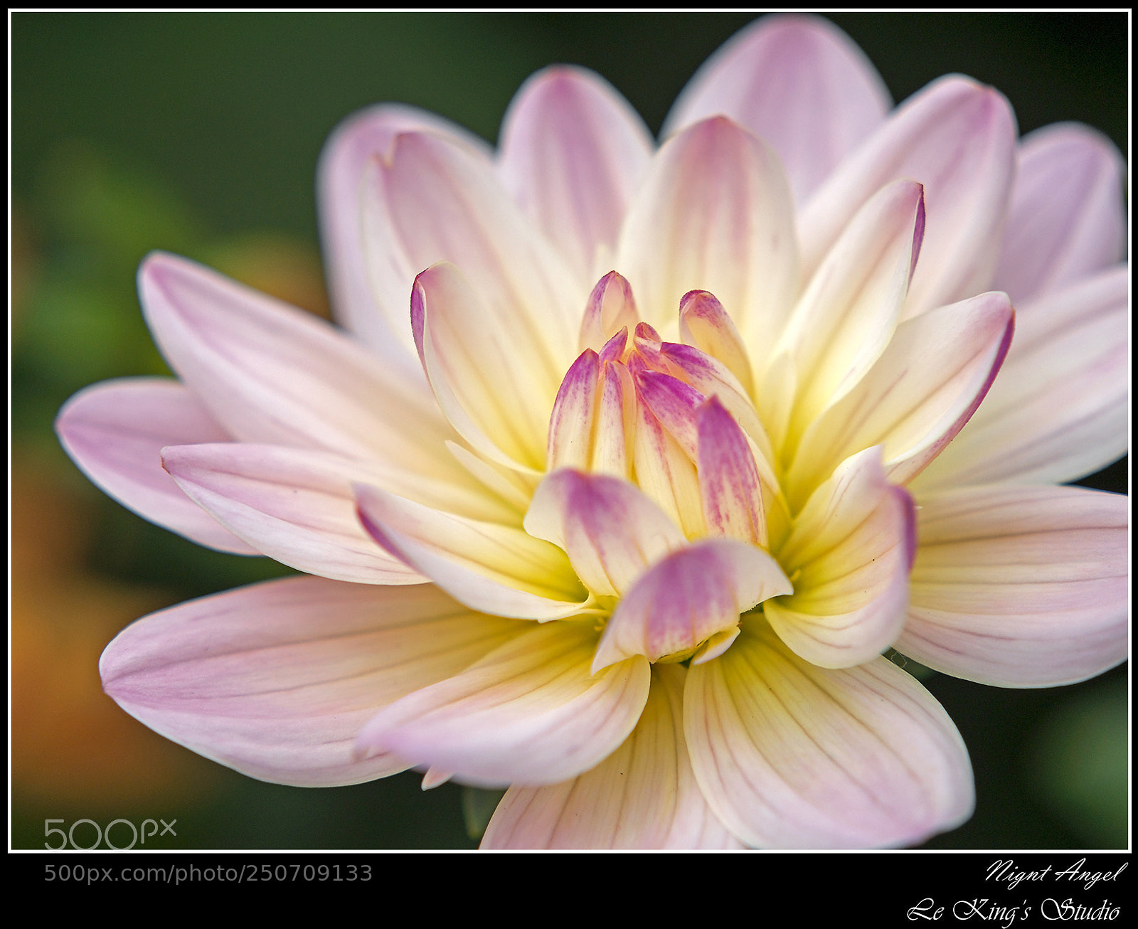 Olympus PEN E-PL6 sample photo. 大麗菊 • dahlia x hybrida photography