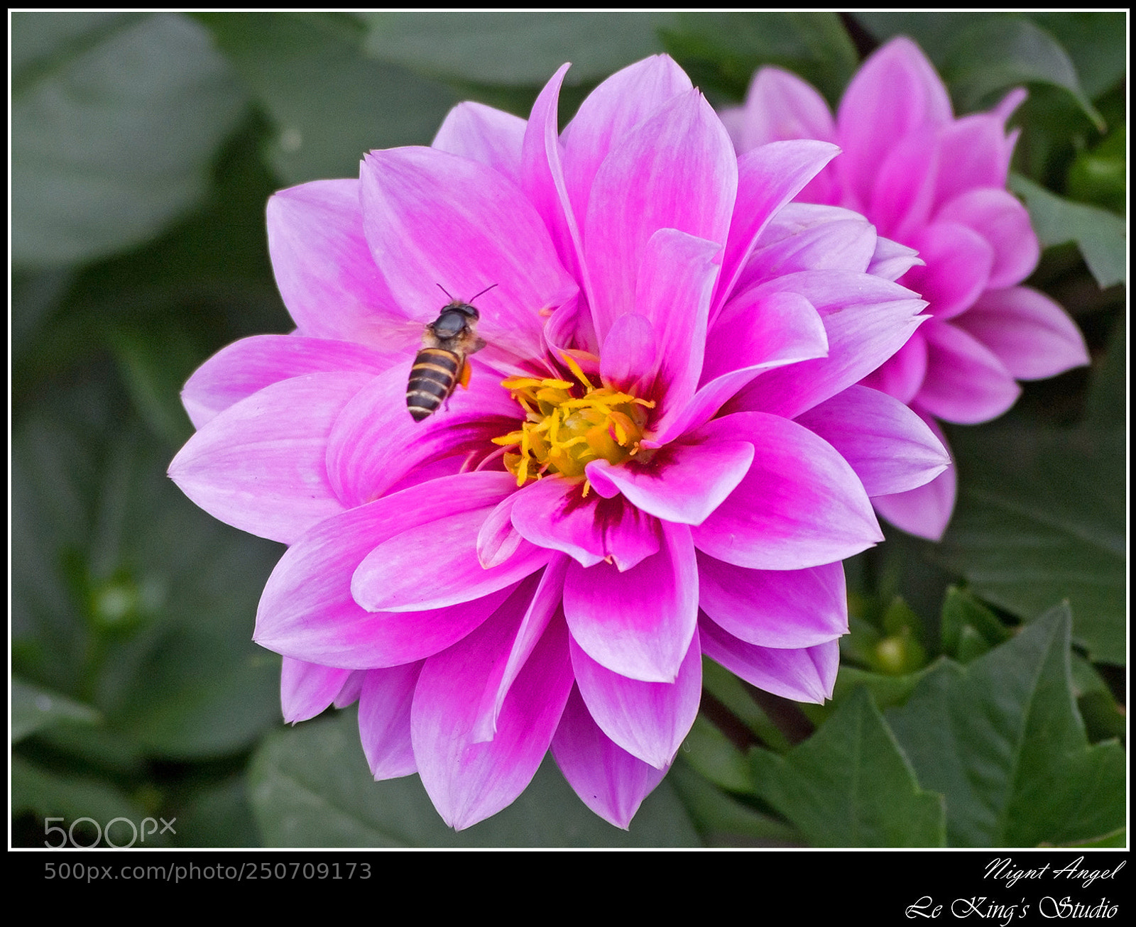 Olympus PEN E-PL6 sample photo. 落下 • landing photography