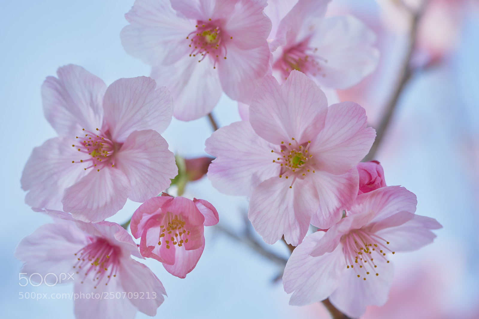 Sony a7 sample photo. Flowers 6311 photography