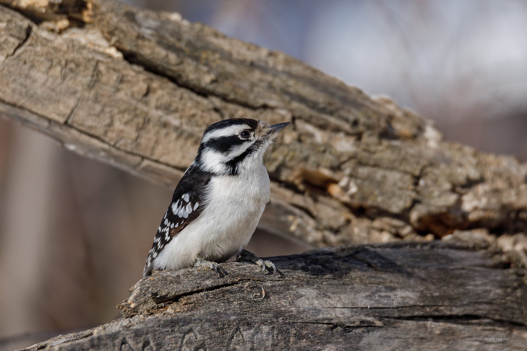 Canon EOS sample photo. Downy woodpecker photography